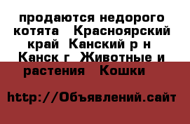 продаются недорого котята - Красноярский край, Канский р-н, Канск г. Животные и растения » Кошки   